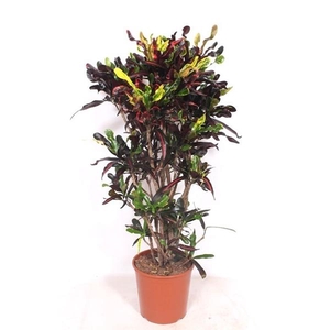 Codiaeum variegatum grootbladig 'Mammi'