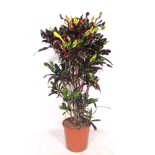 <h4>Codiaeum variegatum grootbladig 'Mammi'</h4>