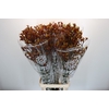 Anigozanthos Gold Fever