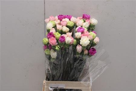 <h4>Di St Rainbow Mix Pastel</h4>