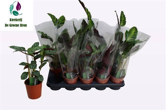 arr8 Calat Gem 3 Srt