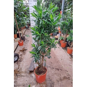 Dracaena