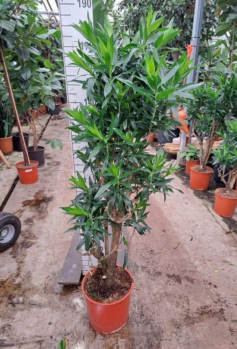 <h4>Dracaena</h4>
