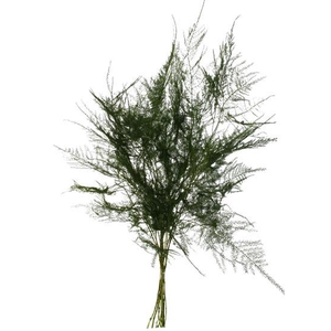 Bunch Asparagus 10pcs Pres.Slv L40