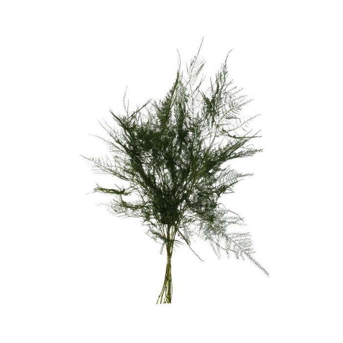 <h4>Bunch Asparagus 10pcs Pres.Slv L40</h4>