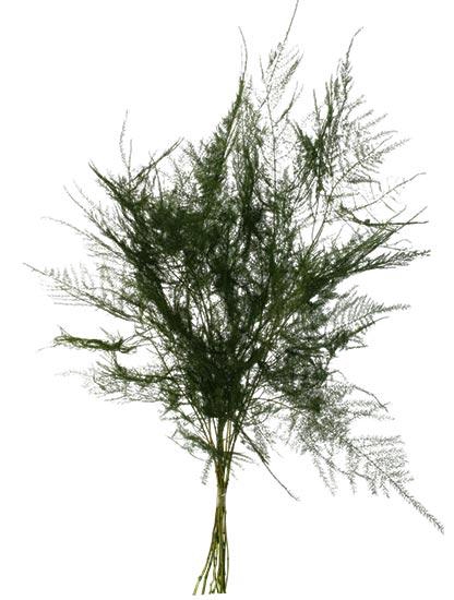 Bunch Asparagus 10pcs Pres.Slv L40