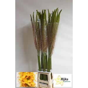 EREMURUS RUMBA