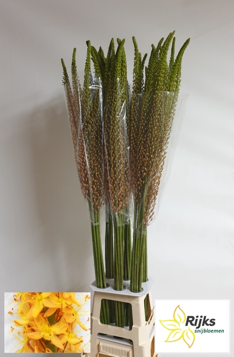 <h4>EREMURUS RUMBA</h4>