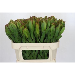 Leucad Saf Goldstrik