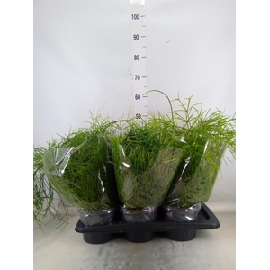 Rhipsalis baccifera 'Oasis'