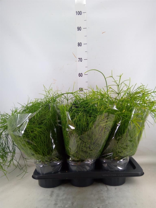 <h4>Rhipsalis baccifera 'Oasis'</h4>