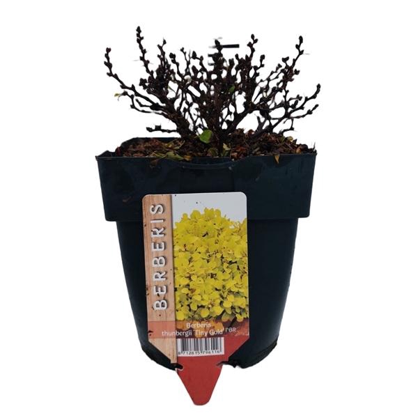 <h4>Berberis thunbergii 'Tiny Gold®' P17</h4>