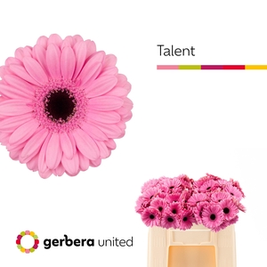 Germini Talent Water