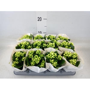 Kalanchoe blos. 'RosFlow Sia'