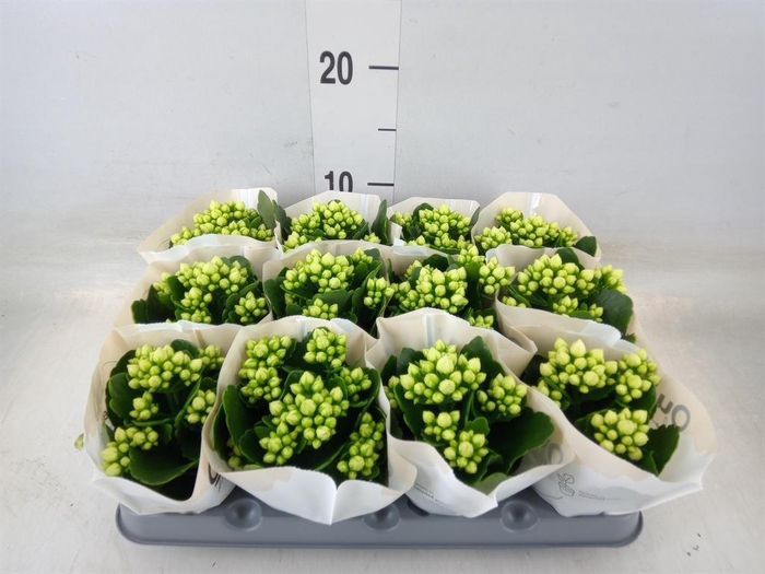 <h4>Kalanchoe blos. 'RosFlow Sia'</h4>