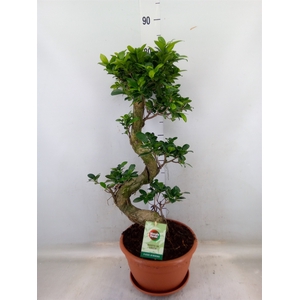 Ficus microcarpa 'Ginseng'