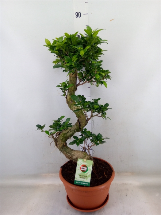 <h4>Ficus microcarpa 'Ginseng'</h4>