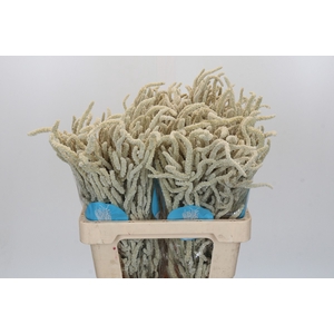 Amaranthus Yearming Desert