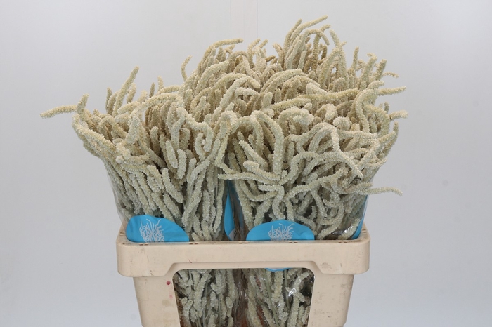<h4>Amaranthus Yearming Desert</h4>