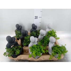 Arr.   Kamerplant Groen L%