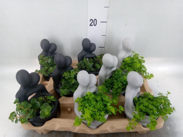 <h4>Arr.   Kamerplant Groen L%</h4>