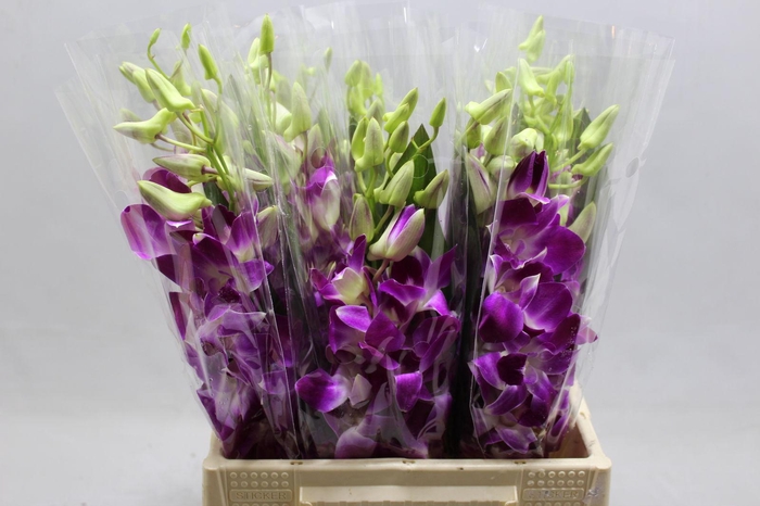 <h4>DENDRO BQT 3 SNS X 09</h4>