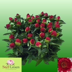 PAEO RED RED ROSE