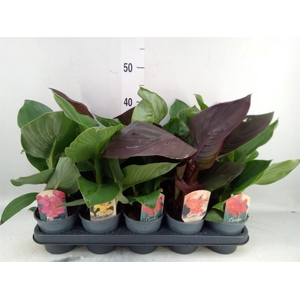 Canna  'Cannova'   ...mix