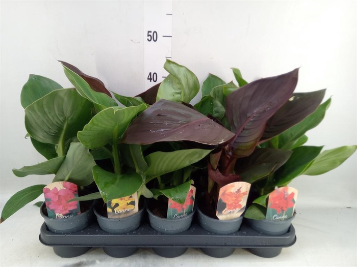 <h4>Canna  'Cannova'   ...mix</h4>