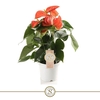 Anthurium Andreanum Orange Champion