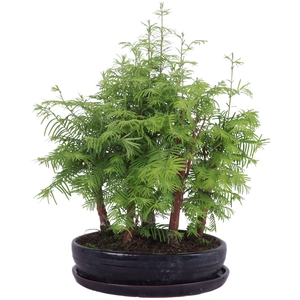 Outdoor Bonsai Metasequoia Forest ø26cm oval pot with Saucer
