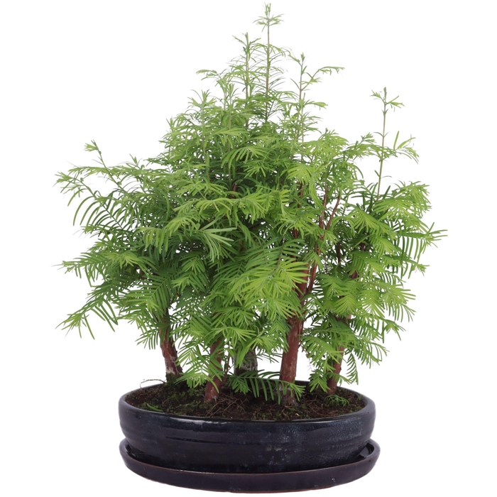<h4>Outdoor Bonsai Metasequoia Forest ø26cm oval pot with Saucer</h4>