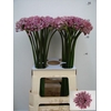 Allium Pink Jewel Extra