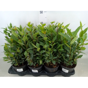 Laurus nobilis