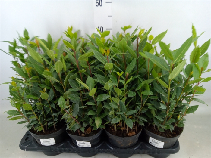 <h4>Laurus nobilis</h4>