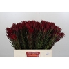 Leucadendron Blush