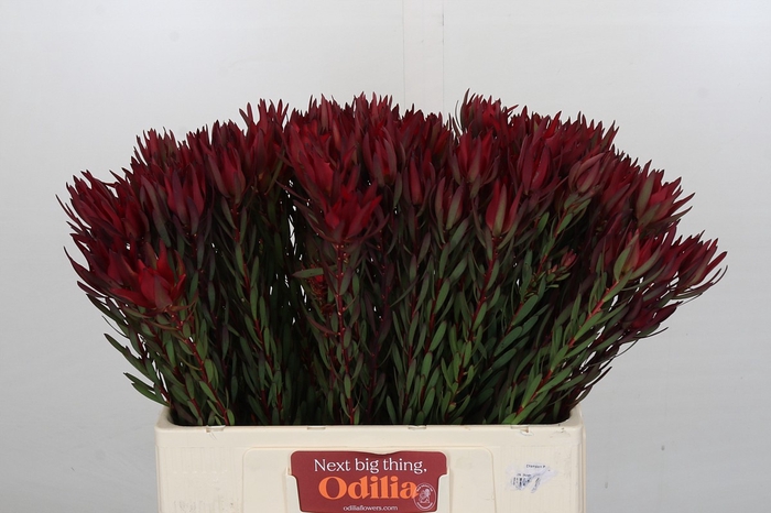 Leucadendron Blush