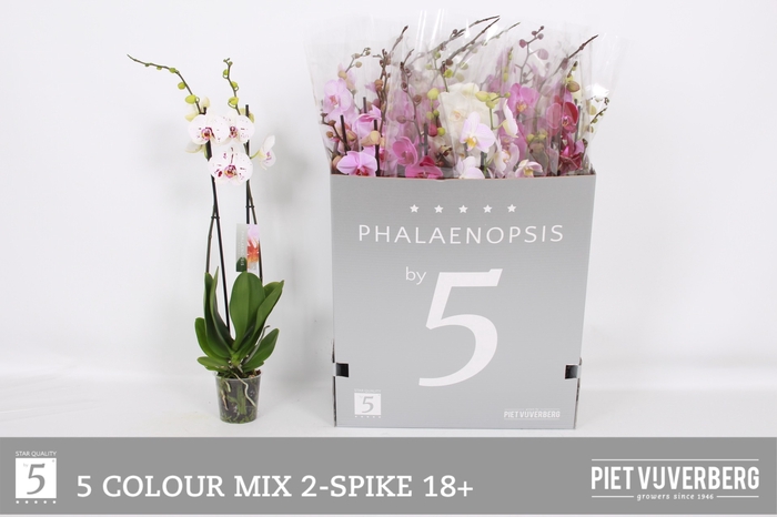<h4>PHAL GEM 6 KL</h4>