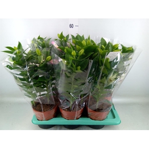 Lilium ori.  'Souvenir'