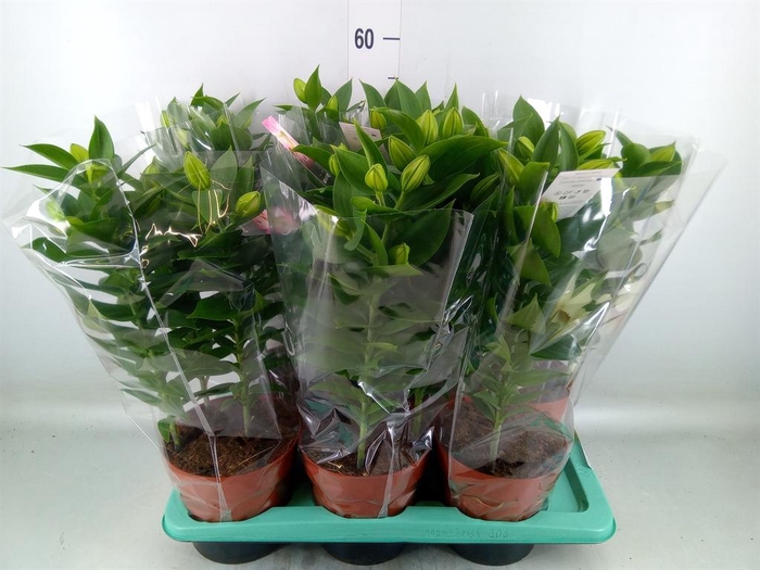 <h4>Lilium ori.  'Souvenir'</h4>