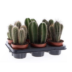 Cactus gemengd zuil CA12009