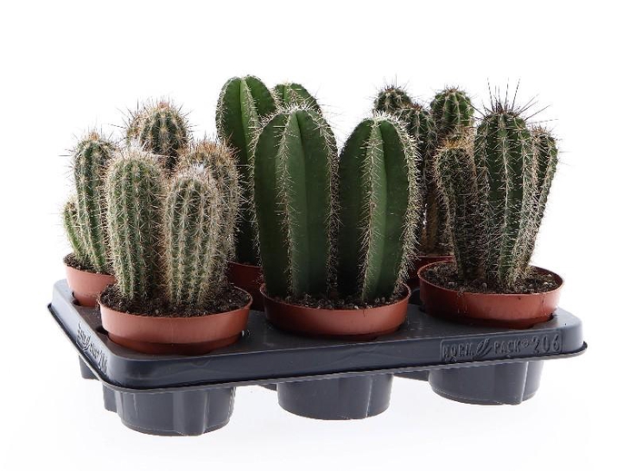 <h4>Cactus gemengd zuil CA12009</h4>