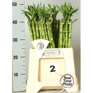DRAC LUCKY BAMBOO