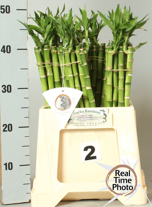<h4>DRAC LUCKY BAMBOO</h4>