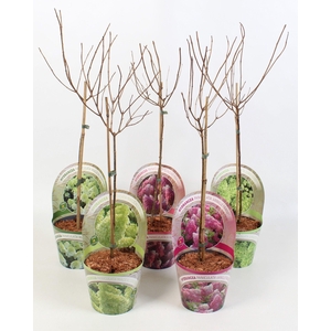 Hydrangea Paniculata - Stam 'Mix' 17 cm in potcover 'Beauty-Line'