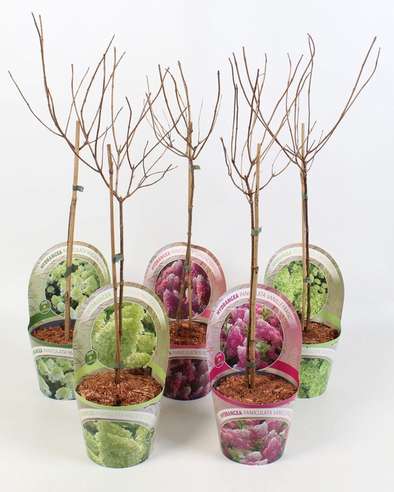 <h4>Hydrangea Paniculata - Stam 'Mix' 17 cm in potcover 'Beauty-Line'</h4>