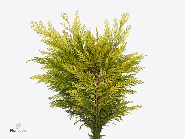 CHAMA LA STEWARTI BS