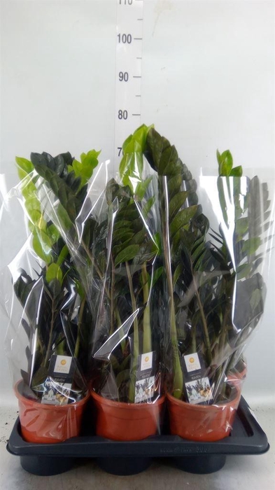 <h4>Zamioculcas zamiifolia 'Dowon'</h4>