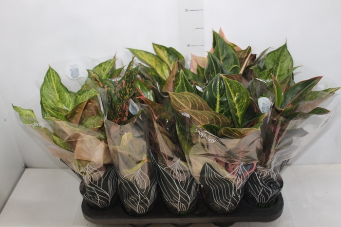 <h4>AGLAONEMA VARIADA P12 PREMIUM</h4>