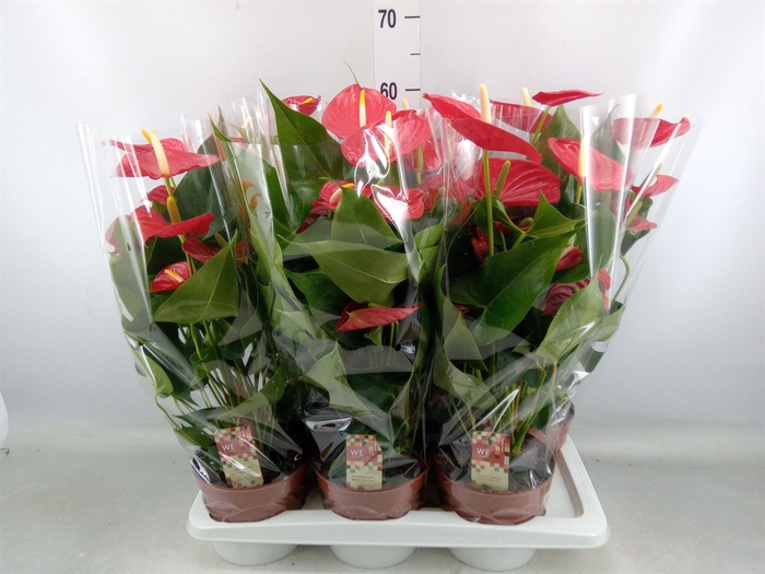 <h4>Anthurium andr. 'Kentucky'</h4>